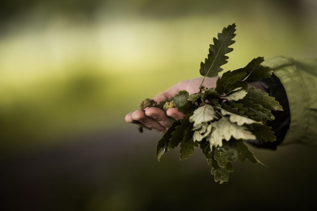 Hand holding acorns. Photo credit: Jenny Steer